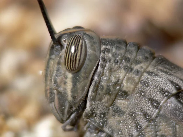 Anrondium Aegypticum Egyptian Locust — 스톡 사진
