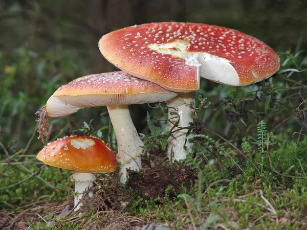 Crescente Cogumelos Coloridos Fundo Natureza — Fotografia de Stock