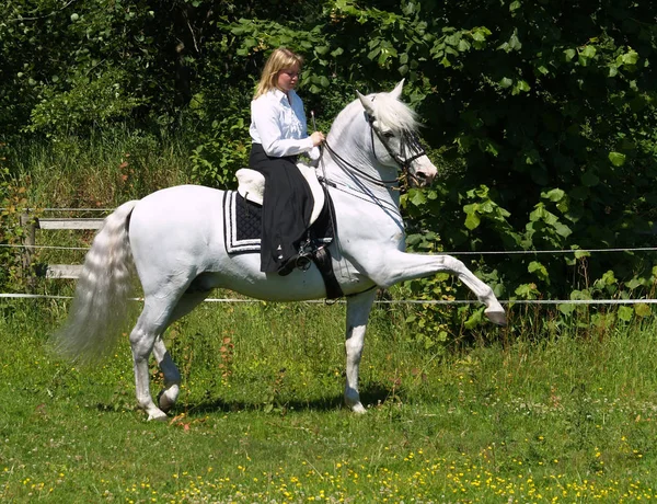 Horse Rider Driving Lessons — Stock Photo, Image