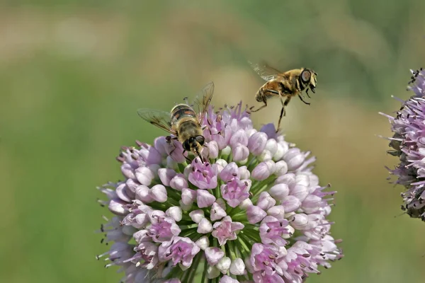 Eristalis Tenax Mistbiene Schwebfly — Stockfoto