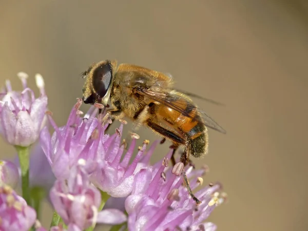 Eristalis Tenax Dungbiene Schwebfliege — Stockfoto