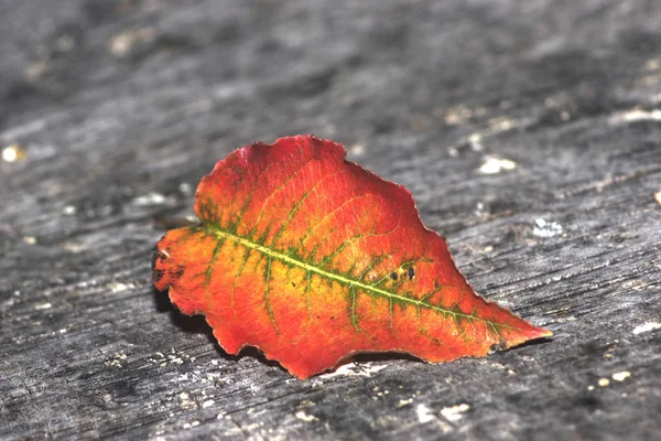 Hoja Otoño Suelo —  Fotos de Stock