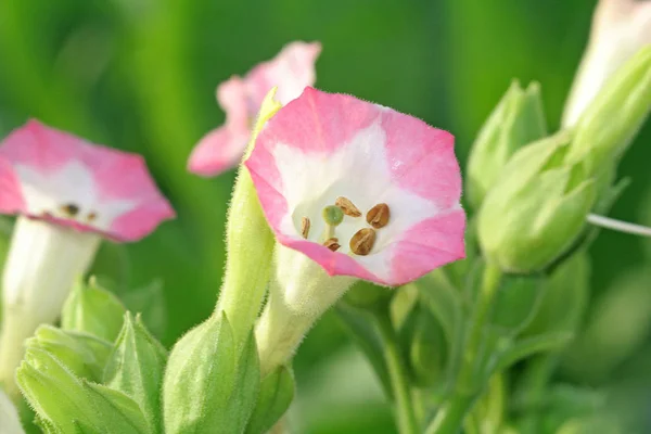 Bellissimi Fiori Concetto Floreale Sfondo Naturale — Foto Stock