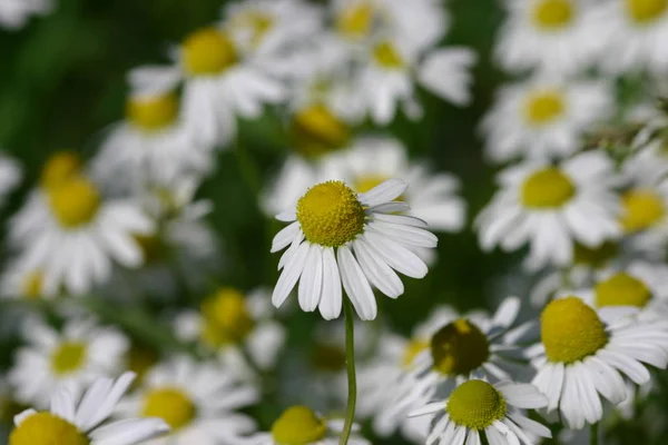 Krásný Botanický Záběr Přírodní Stěna — Stock fotografie