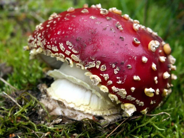 Κοντινή Άποψη Της Μύγας Agaric Στο Δάσος — Φωτογραφία Αρχείου