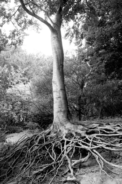 Flora Przyrodzie Pnie Drzew Botanicznych — Zdjęcie stockowe