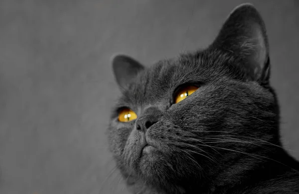 Retrato Gato Bonito — Fotografia de Stock