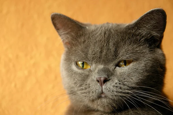 Gato Doméstico Animal Compañía — Foto de Stock