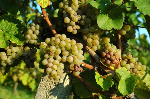 Grape Growing Vineyard — Stock Photo, Image