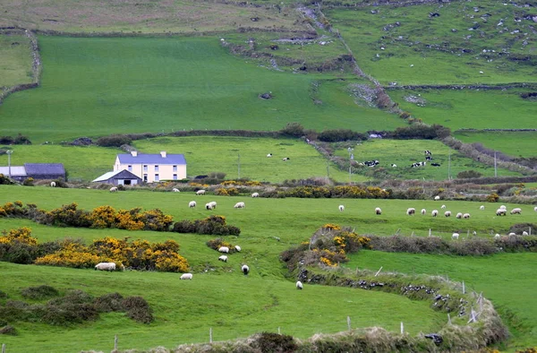 Nell Irlanda Sud Occidentale — Foto Stock