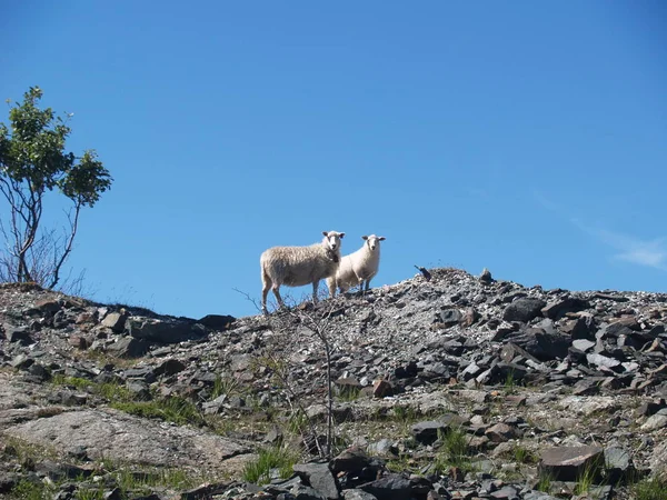 Πρόβατα Στο Βουνό Στη Φύση — Φωτογραφία Αρχείου