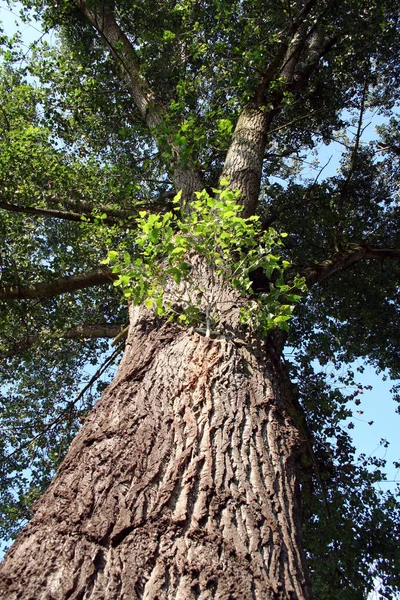 Vacker Natur Skogen — Stockfoto