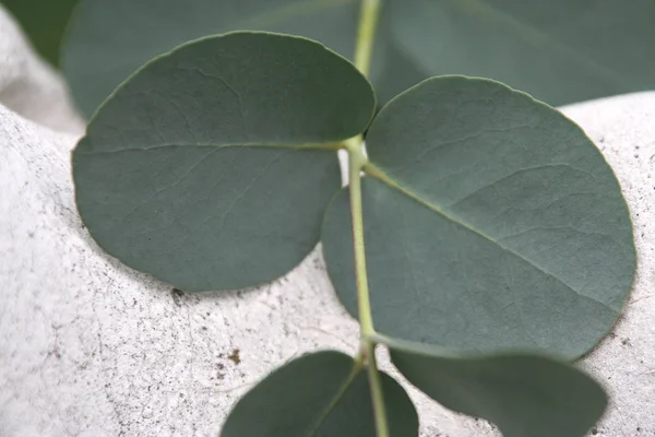 Krásný Botanický Záběr Přírodní Tapety — Stock fotografie