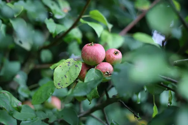Las Manzanas Pequeñas Que Crecen Silvestres Aquí Son Comestibles Crudos — Foto de Stock