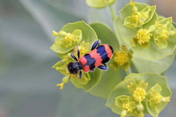 Closeup Bug Wild Nature — Stock Photo, Image