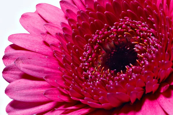 Gerbera Virágszirmok Virágzó — Stock Fotó