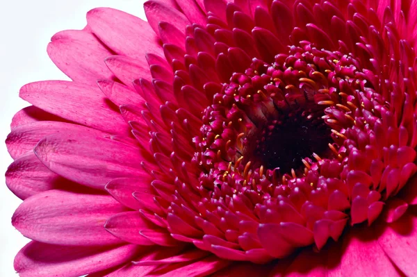 Pétales Gerbera Fleuris — Photo