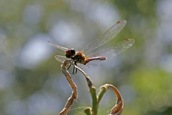 Insetti Della Natura Libellula Odonata Volare — Foto Stock