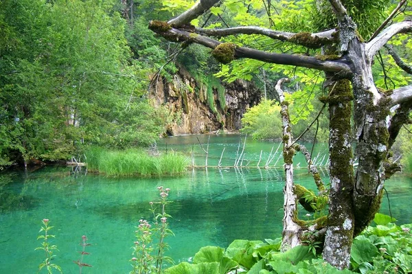 Vacker Utsikt Över Naturen — Stockfoto