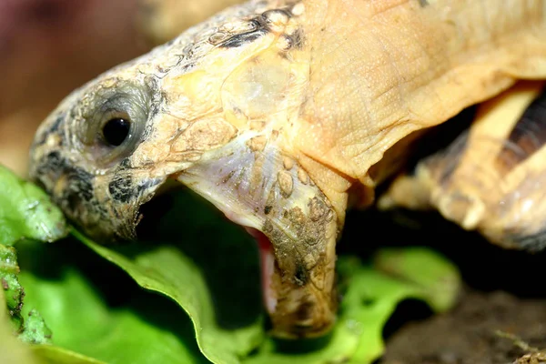 熱帯カメ動物爬虫類 — ストック写真