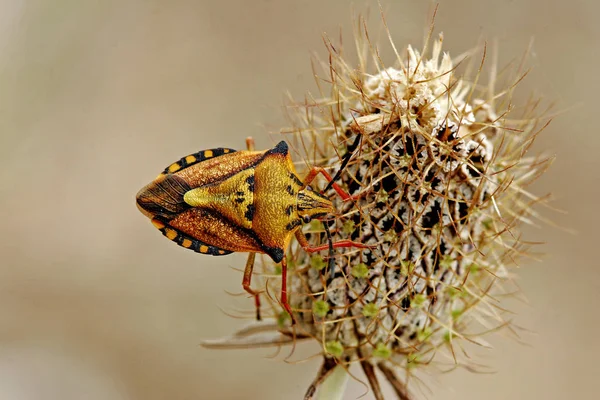 Close Van Een Insect Wilde Natuur — Stockfoto