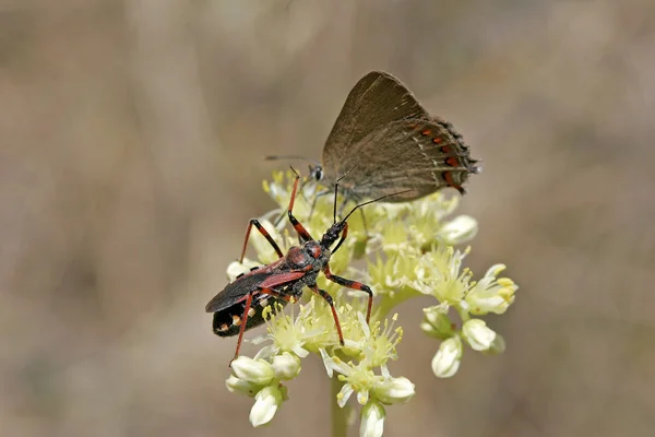 Rinocoris Eritropo Bug Assassino Espreitando Borboleta — Fotografia de Stock