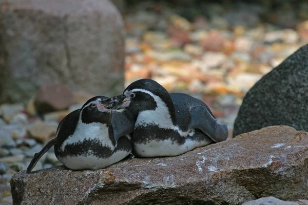 フンボルトペンギンの閉鎖 — ストック写真