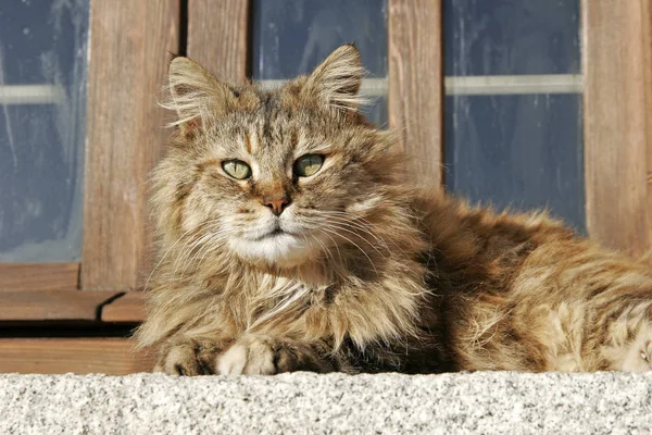 Shaggy Gatto Bello Gatto — Foto Stock