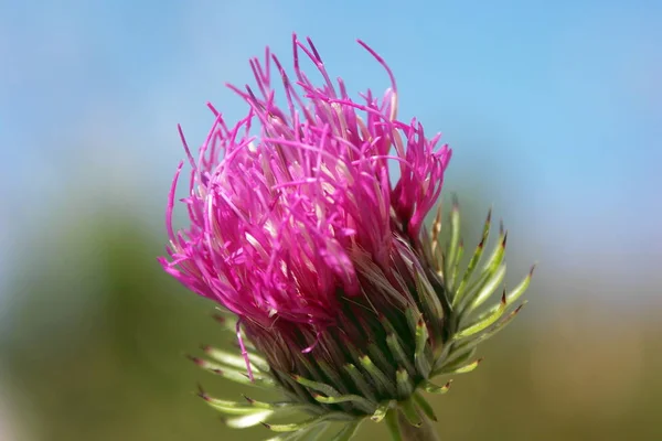 Botánica Floral Pétalos Flores — Foto de Stock