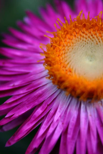 Ψάθινο Λουλούδι Ένα Όμορφο Ομοϊδεάτη Φωτογράφο Φίλο Στον Κήπο — Φωτογραφία Αρχείου