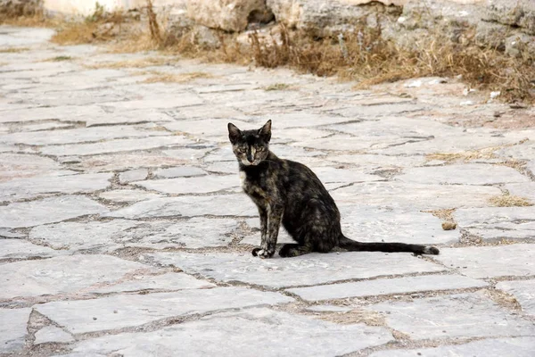 Ritratto Gatto Carino — Foto Stock