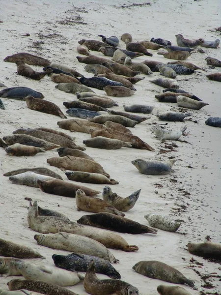 美しい海の海岸の眺め — ストック写真