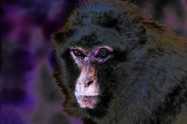 Primate Scimmia Animale Fauna Selvatica — Foto Stock