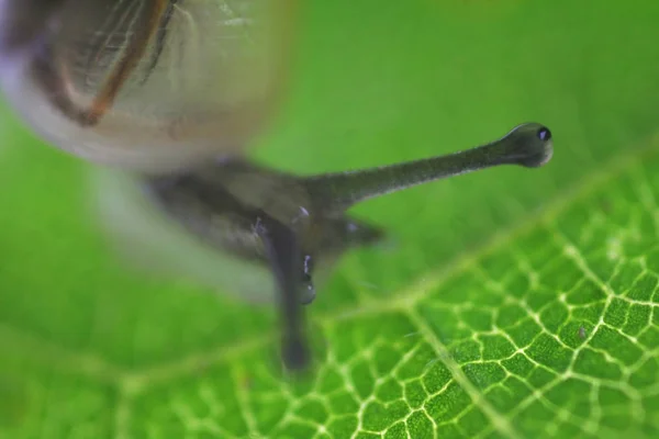 Gefotografeerd Met Een Close Adapter Slechts Diafragma Mogelijk Kleine Grootte — Stockfoto