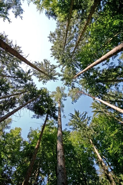 Hermosa Vista Naturaleza — Foto de Stock