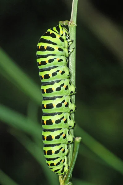 Vers Chenille Insecte Nature — Photo