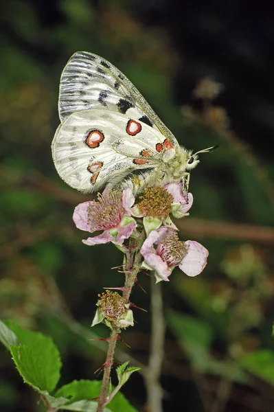 Papillon Mosel Apollo Strictement Protégé — Photo