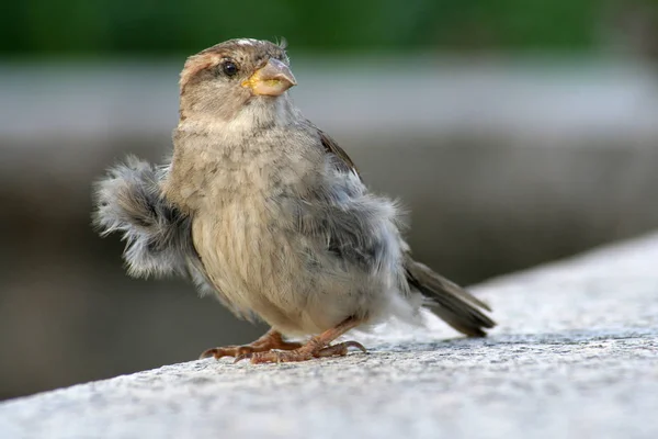 Vacker Utsikt Över Vacker Fågel Naturen — Stockfoto