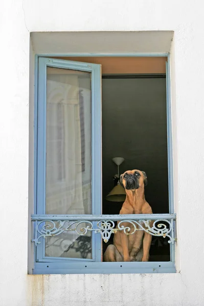 Belle Ile Sauzon Hund Fenster — Stockfoto