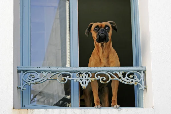 Belle Ile Sauzon Cane Alla Finestra Brittany — Foto Stock