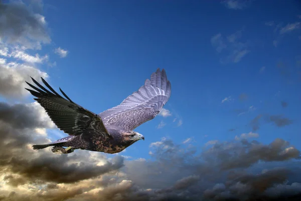 Vista Panorâmica Majestoso Predador Buzzard — Fotografia de Stock