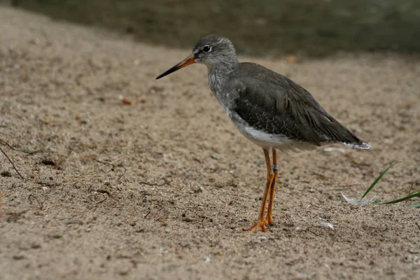 Festői Kilátás Gyönyörű Redshank Madár — Stock Fotó