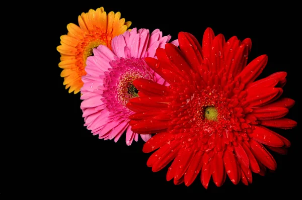 Gerbera Virágszirmok Virágzó — Stock Fotó