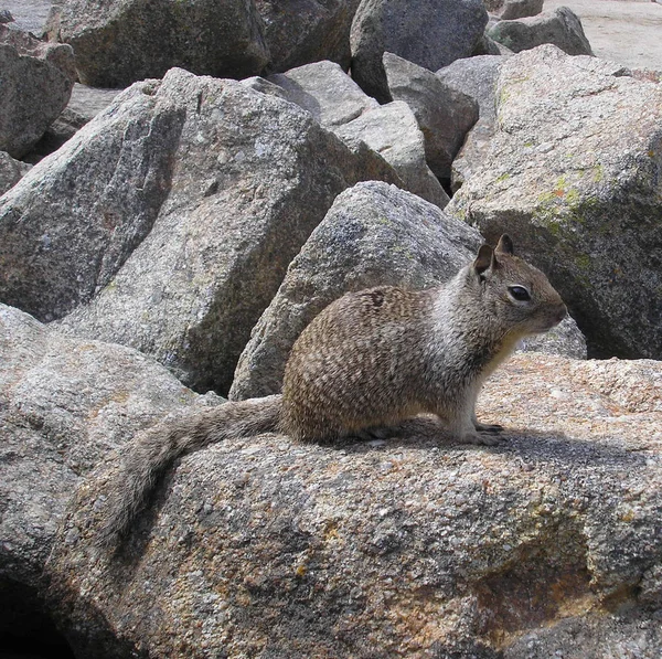 Closeup of animal at zoo