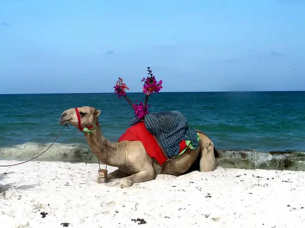 Chien Dans Chapeau Rouge Sur Plage — Photo