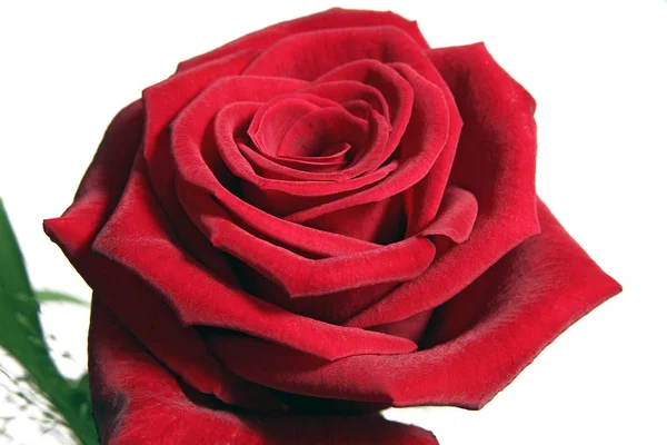 Rose Flower Bud Petals — Stock Photo, Image