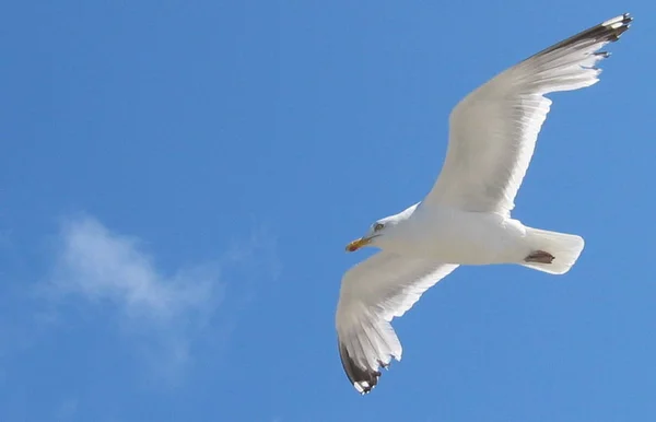 Möwe Unter Blauem Himmel — Stockfoto