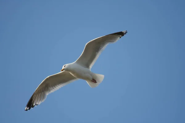 Vacker Utsikt Över Vacker Fågel Naturen — Stockfoto