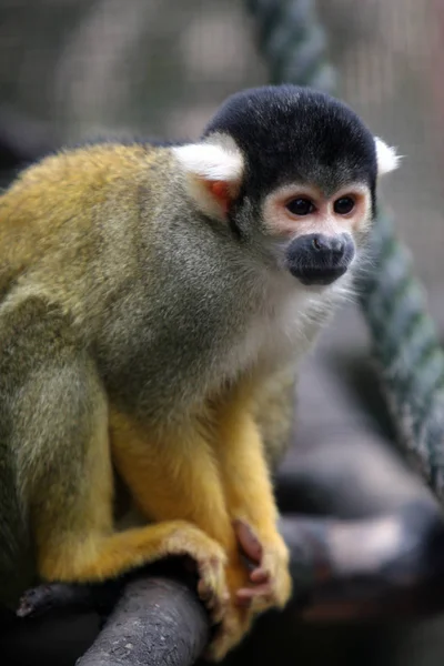 Eichhörnchen Affe Kleine Wilde Primaten — Stockfoto