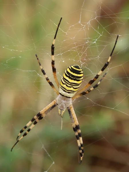 stock image scary spider, insect creature 